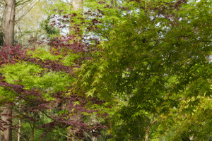 Acer palmatum Soce nishiki, A.P. Ariake nomura, A.P. Oshio Beni    